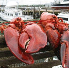 <span>Chix: 1 lb.<strong>Fresh Live Lobster</strong></span>