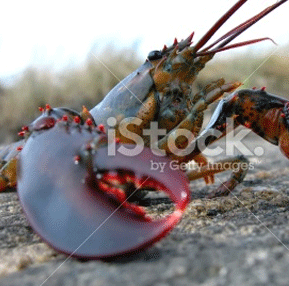 <span>Halves: 1.45+ lb.<strong>Fresh Live Lobster</strong></span>