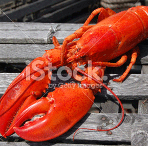 <span>Jumbo: 2+ lb.<strong>Fresh Live Lobster</strong></span></a>